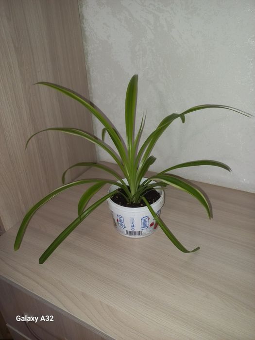 Хлорофитум  комнатный