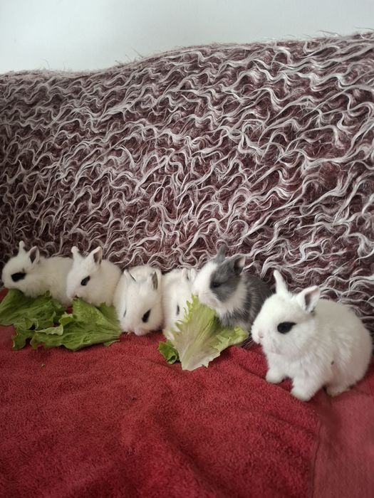 Продавам декоративни зайчета за 10 евро