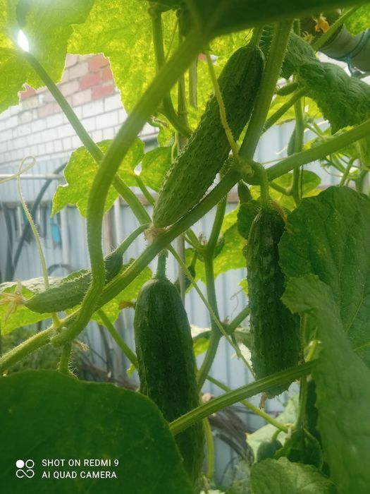 Огурцы домашние очень вкусные