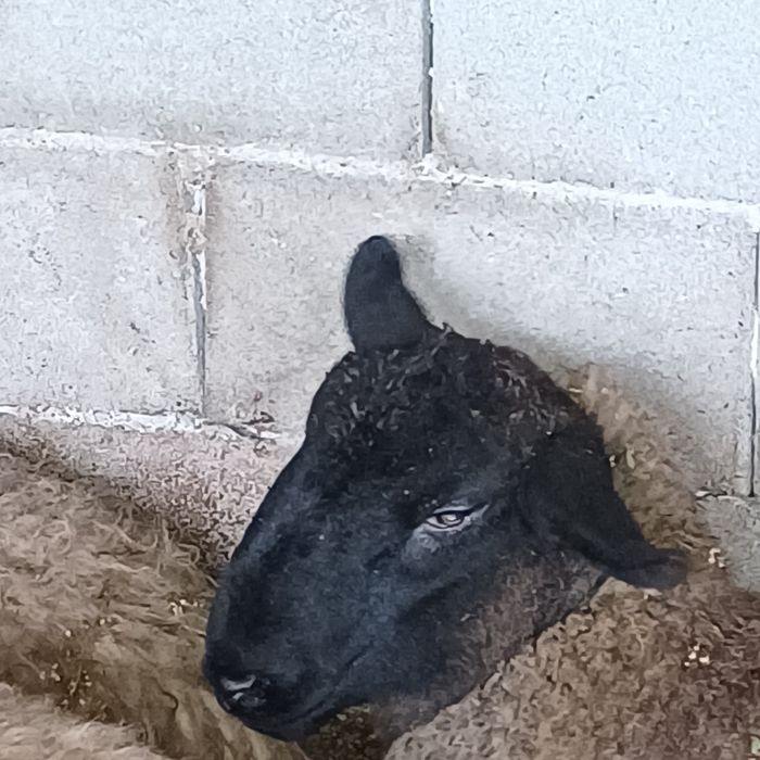 Miei gemeni de vanzare