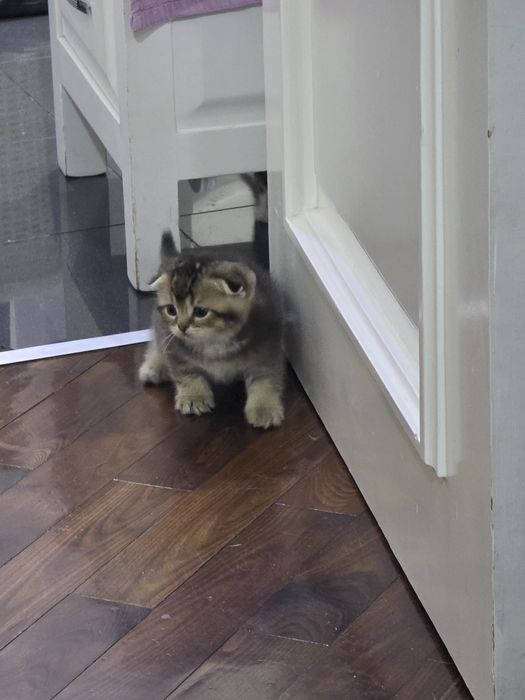 Котята, скотиш фолд