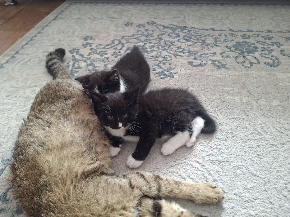 Отдам котят в хорошие руки. Котики . Мальчики