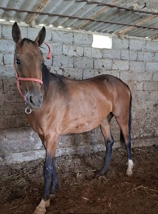 Байтал буаз    жуас ванновкада