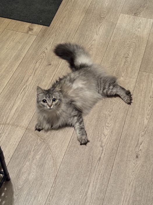 Отдам кошку в хорошие, добрые руки