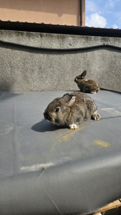 Vand iepuri talie mijlocie