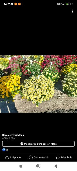 Vând crizanteme multiflora