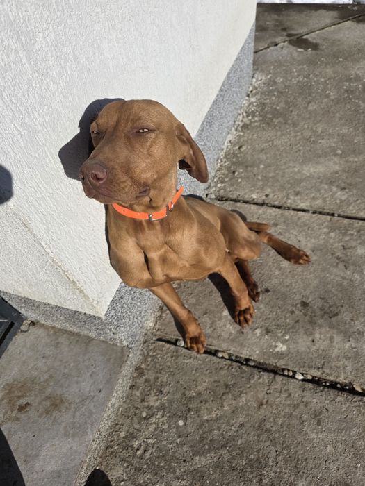 Vizsla maghiară mascul