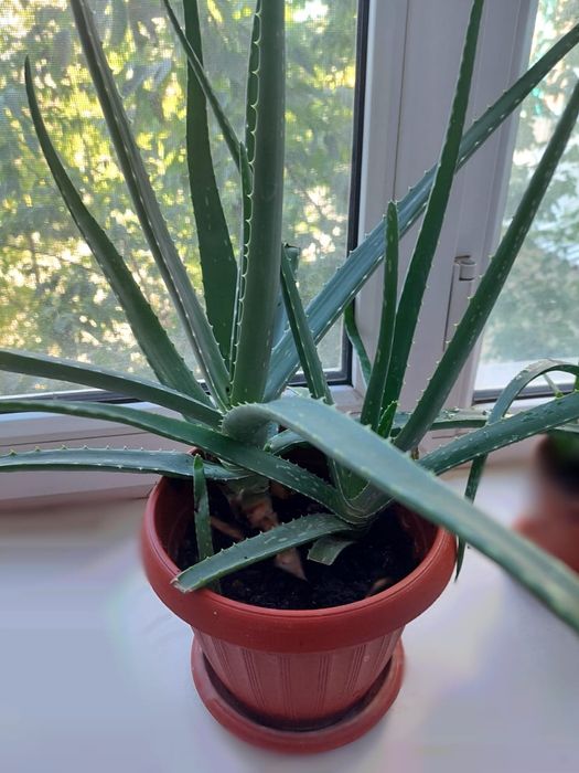 Алоэ лечебные цветы