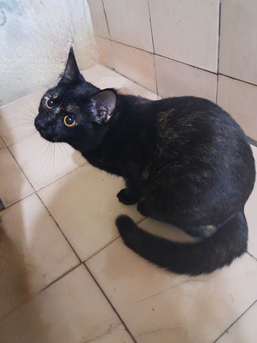 Милая и добрая кошка