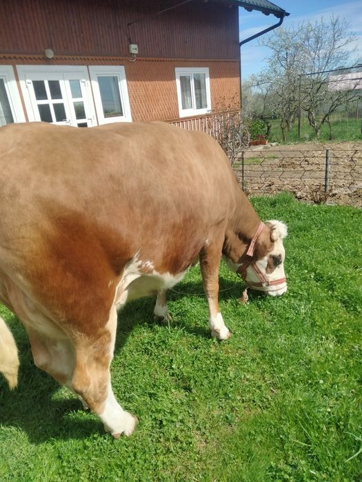 Vând vaca Baltata Românească a