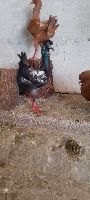 Porumbei maltezi masculi si femele