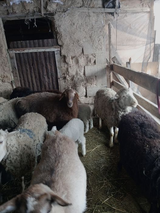 Козылы койлар сатылады