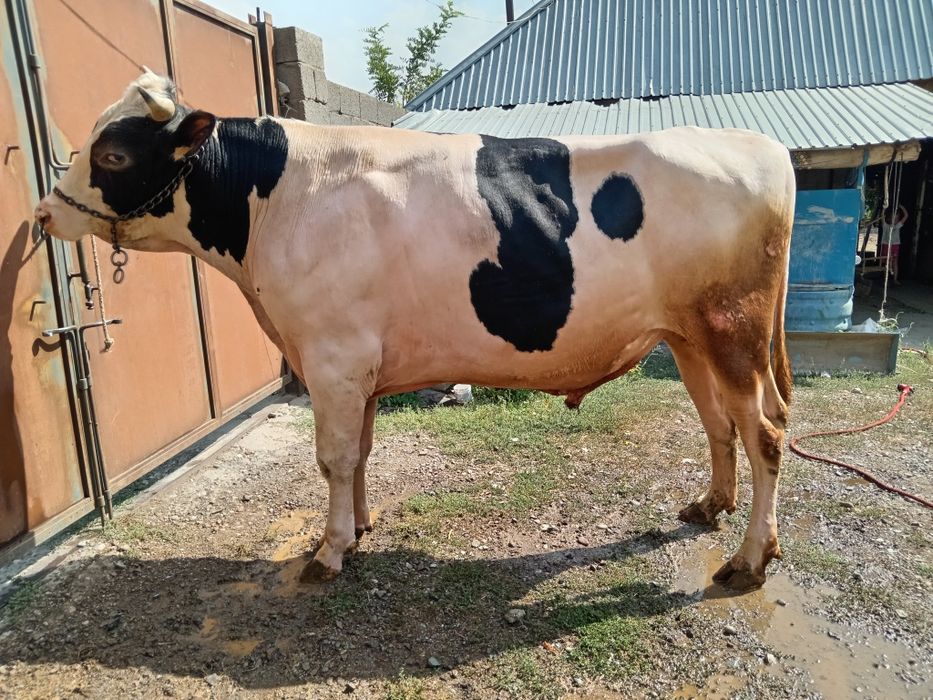 Бұқа бык Голштеин
