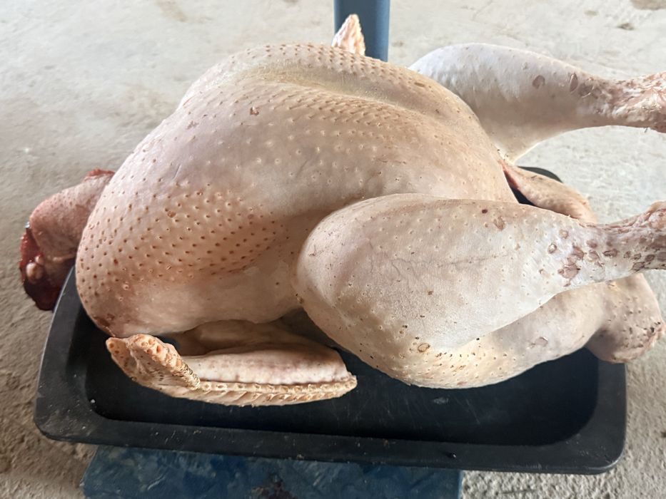 Мясо индейки, свежее