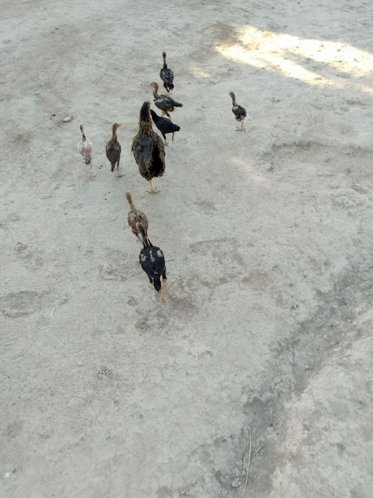 Joʻjalarga javob beraman toza qon