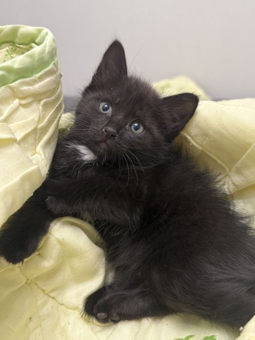 Отдам котят 1,5 месяца