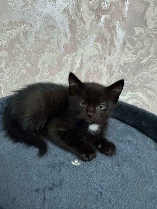 Котята с доставкой