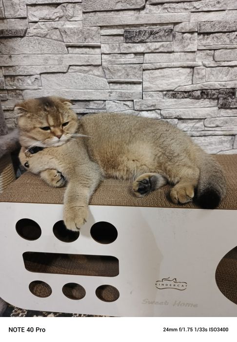 Продаётся 9 месячный катено.Шатнанский  фолд. Акрас залатая шиншилла.