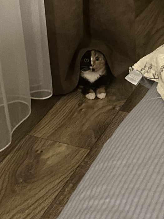 Отдам кошку . Кошечку .