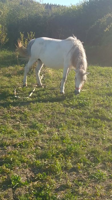 Vând iapă cu minge gestantă nu dă nu mușcă