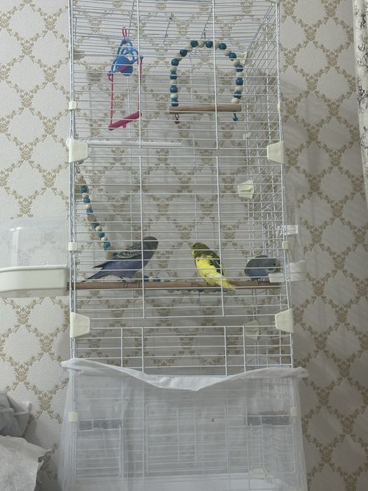 продам волнистых попугаев 3 мальчика