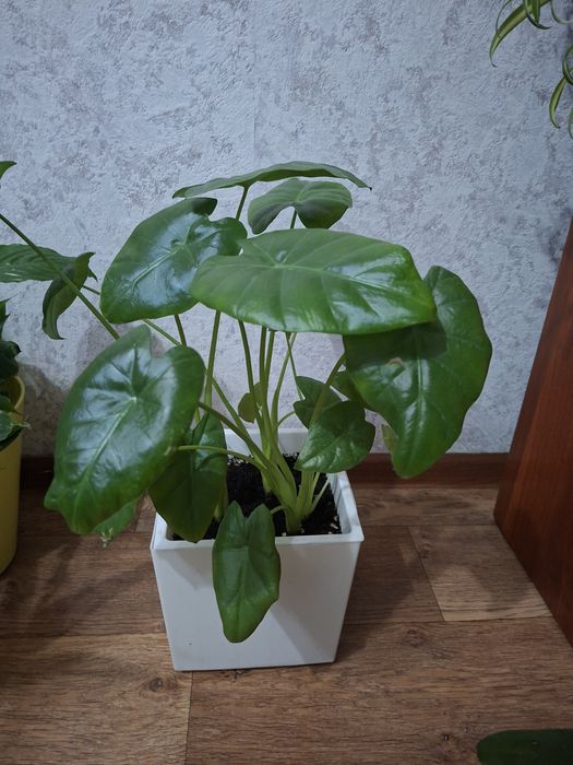 Комнатные цветы недорого