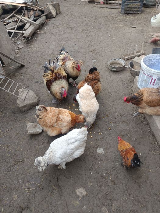 Oua din gainile din poze brahma ,motate ,paduana strumsky batan