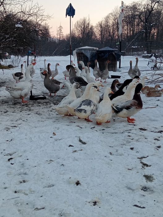 Vând păsări crescute in libertate
