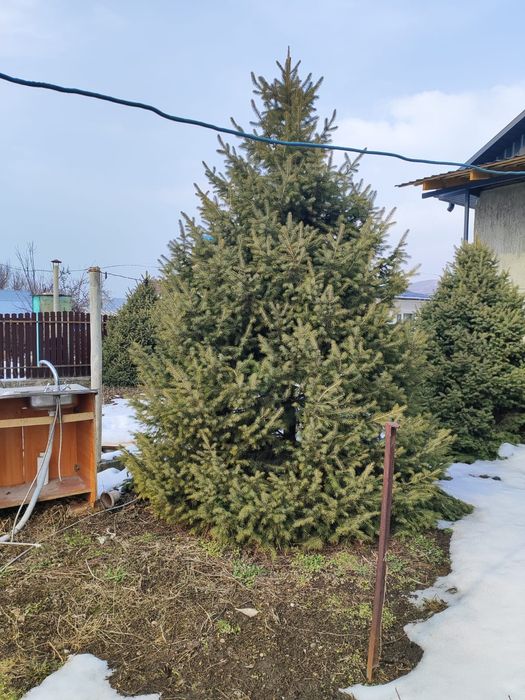 Ель тянь-шаньская