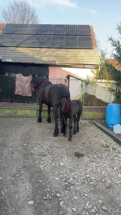 Vand iapa de 6 ani cu manza de 2 saptamani