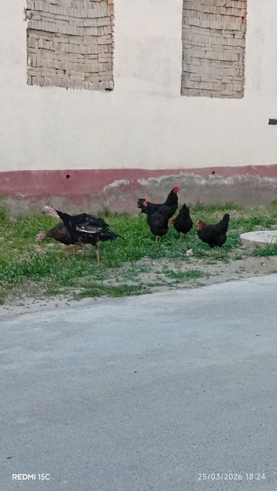 Qora tovuqlar mdmdnl