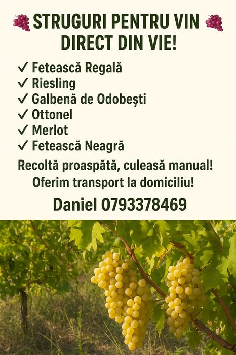 Vindem struguri de vin direct de la producator