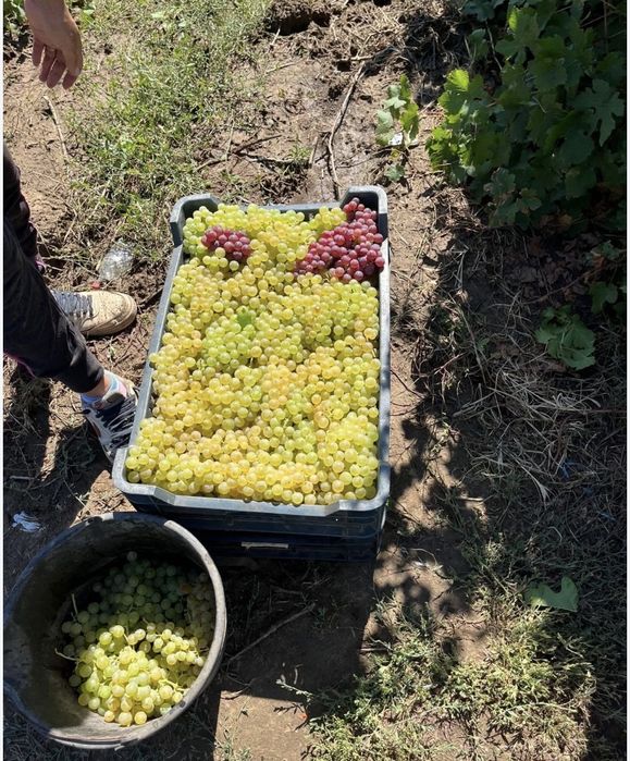 Struguri de vin  transpori in toata tara