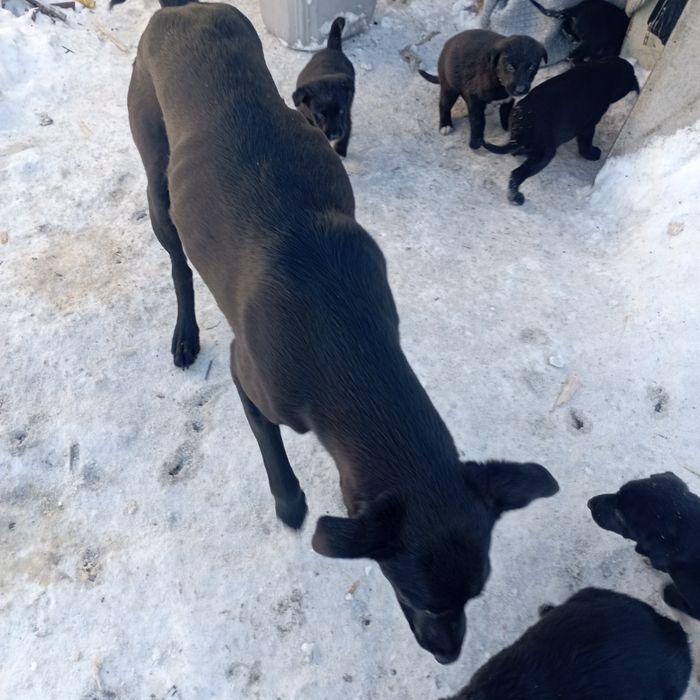 Отдам щенков в добрые руки