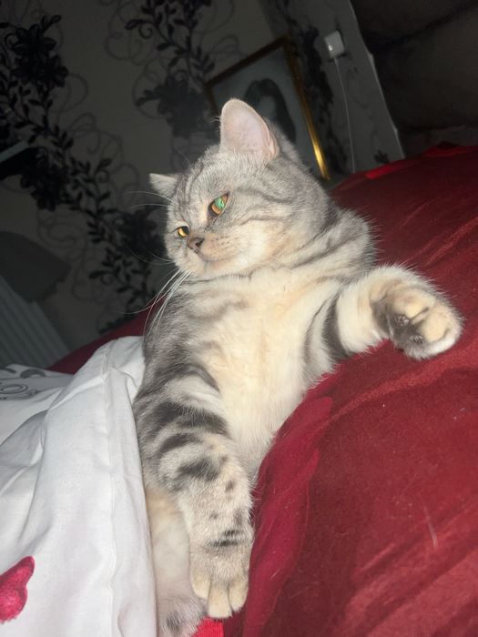 Кот British Shorthair silver tabby