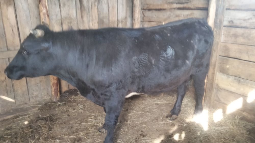 Продам хорошего бычка