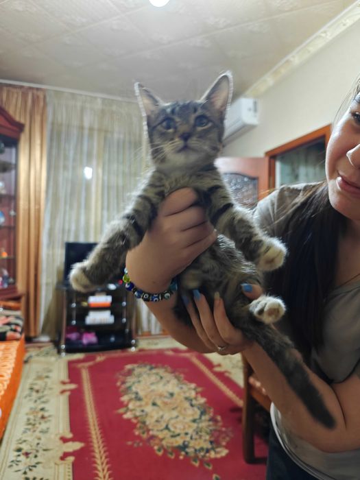 Котёнок (девочка) отдадим в добрые руки