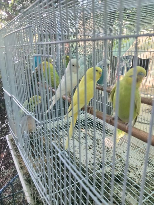 Qushlarni kelishtirib arzon sotib yuboramiz