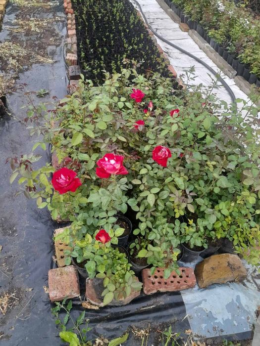 Храстовидни  рози в саксия