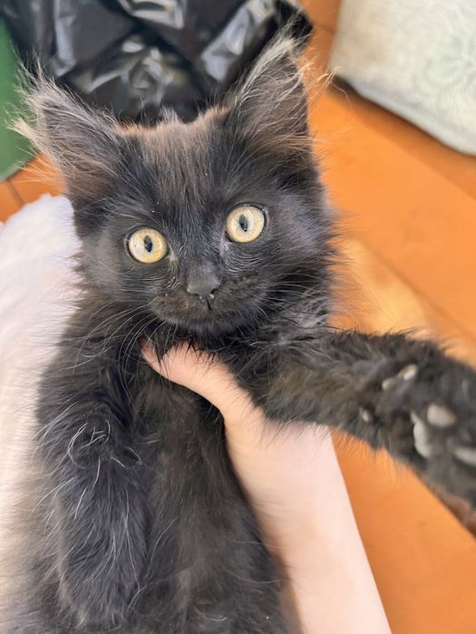 Котёнок ищет дом