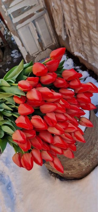 Тюльпаны розы цветы