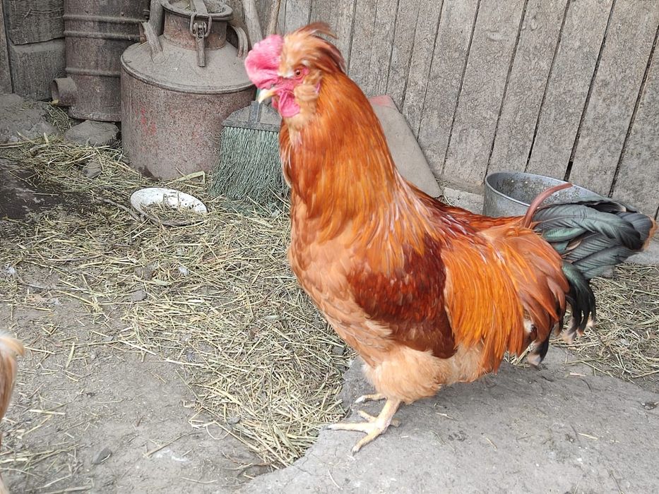 Продаются молодые петухи