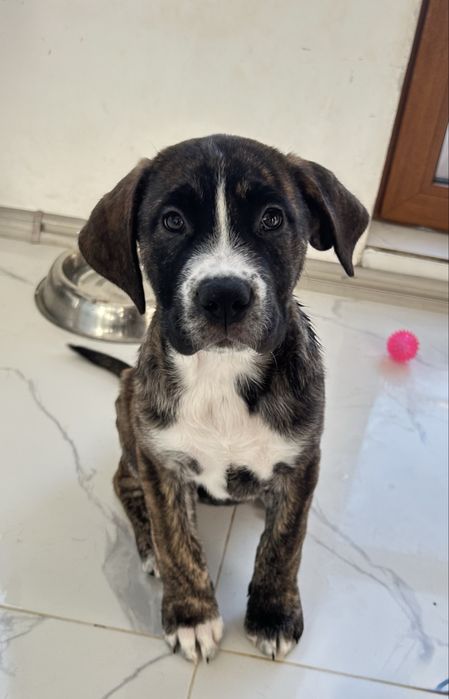 Кученца Кане корсо на 3 месеца