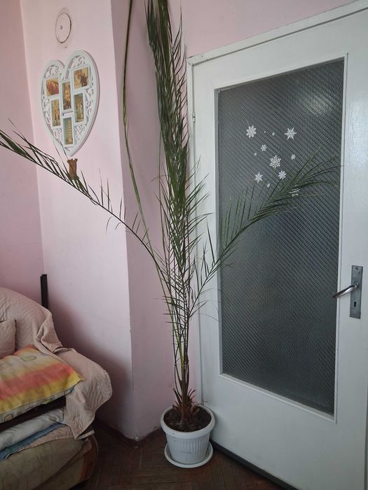 Голяма финикова палма
