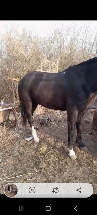 Обменяю мерена 5 лет