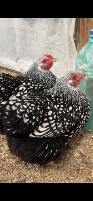 Wyandot silver karlik tuvuq tuxumiga zakas olamiz 30000 somdan