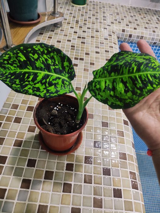 Дифенбахия рефлектор шикарный цвет электро