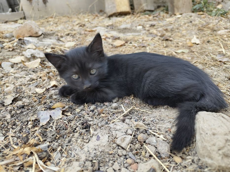 Котенок черный в добрые руки