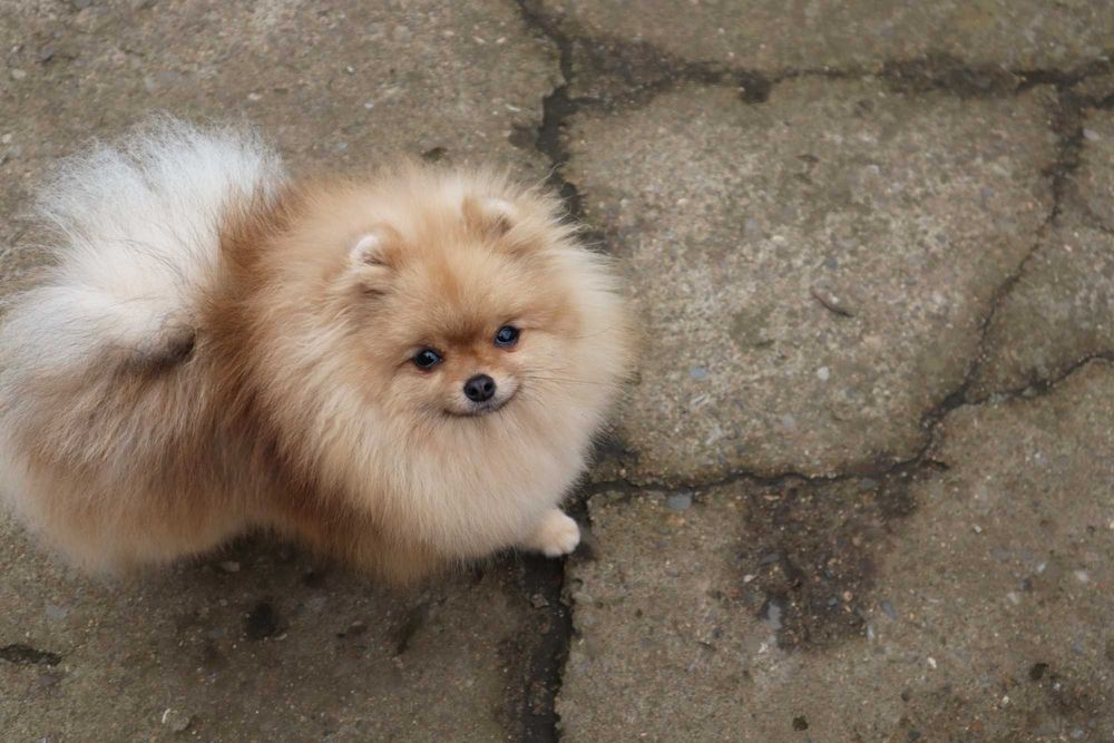 Миниатюрно момиченце померан с родословие FCI