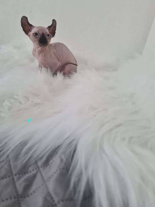 Pisică  Sphinx mascul elf